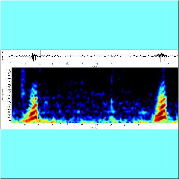 Serrasalmus compressus cf_spectrogram2.png